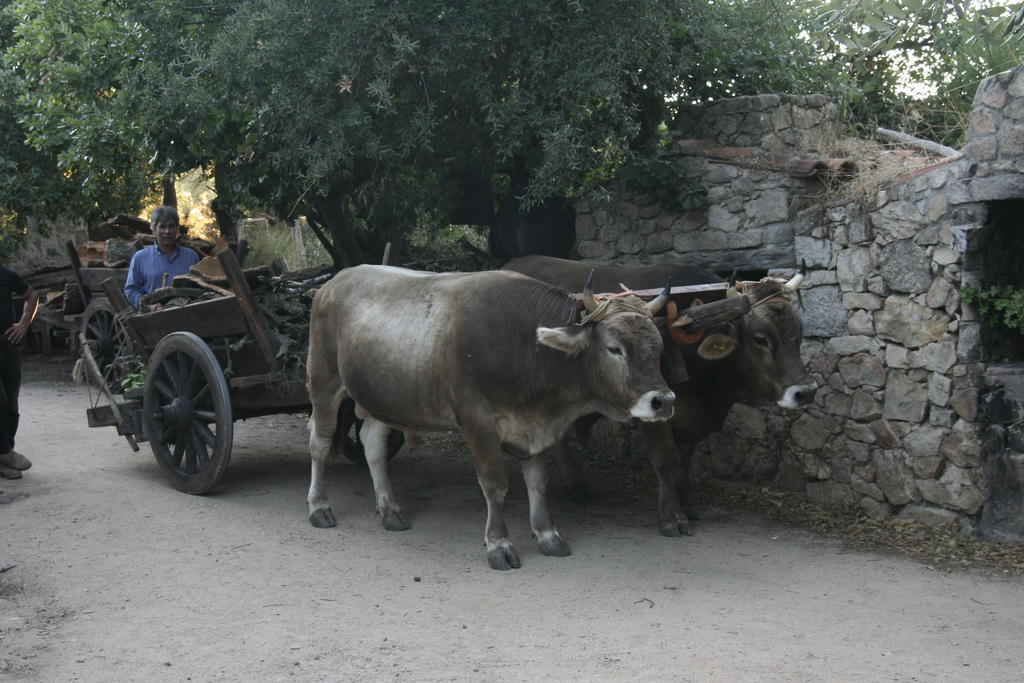 Agriturismo Il Muto Di Gallura Aggius Exterior photo