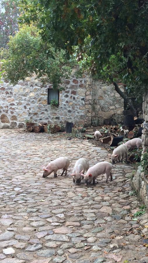 Agriturismo Il Muto Di Gallura Aggius Exterior photo