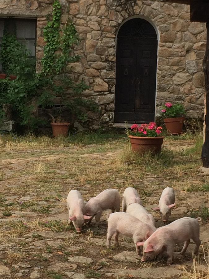 Agriturismo Il Muto Di Gallura Aggius Exterior photo